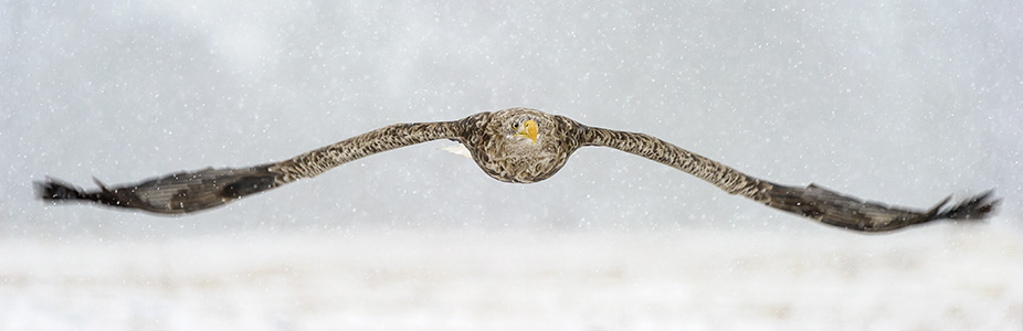 Aquesta imatge té l'atribut alt buit; el seu nom és 2598_n.jpg